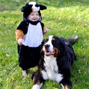 Bernese Mountain Dog Costume
