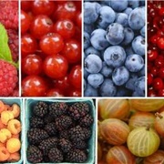 Berries