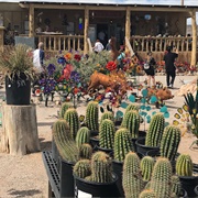 Cactus Joe's Blue Diamond Nursery
