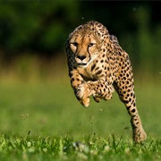 Cheetah (Fastest Land Animal)