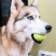 Throw Ball to Husky