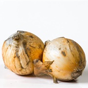 Ugly White Onion