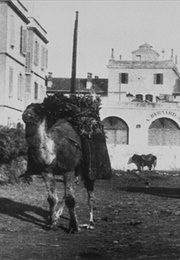 Marché Aux Charbons (Avec Chameaux) (1896)