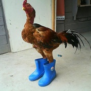 Chicken Boots