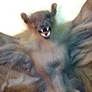 Batsquatch of Washington State