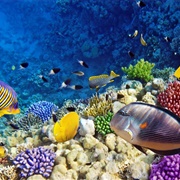 Snorkelling in the Red Sea