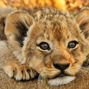 Baby Lion