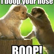 Booping My Dogs' Nose