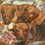 3 Dachshunds Records- Oklahoma