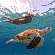 Sea Turtle