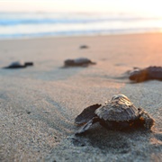Release Baby Turtles Into the Ocean