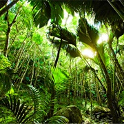 Vallée De Mai, Seychelles