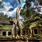 Tree at Ta Prohm, Cambodia