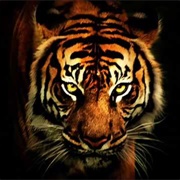 Eye of the Tiger - Survivor (1982)