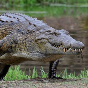 Nile Crocodile (Strongest Bite Force)