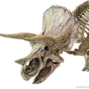 Triceratops