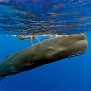Sperm Whales