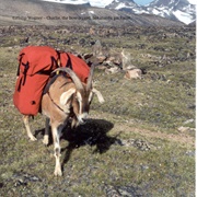 Goat Packing, Wind River Mountains, Wyoming