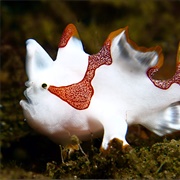 Frogfish