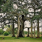 Thimmamma Marrimanu, Anantapur, India