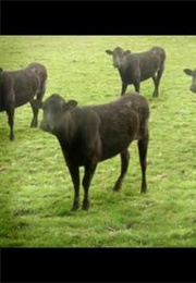 Cows & Cows & Cows (2010)