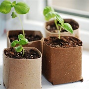 Use Biodegradable Plant Pots or Toilet Rolls