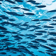 Buy Sustainably-Sourced, Local Fish