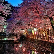 Experience Sakura Season in Japan