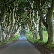 The Dark Hedges, Northern Ireland