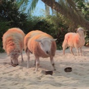 Orange Sheep
