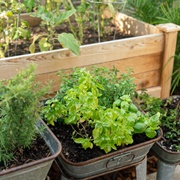 Grow Herbs