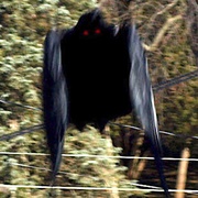 Mothman of Point Pleasant, WV