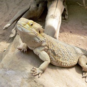 Bearded Dragon