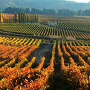 Colchagua Valley, Chile