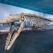 Canadian Fossil Discovery Centre, Morden, Manitoba