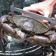 Mud Crab