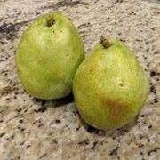 Ugly D'Anjou Pear