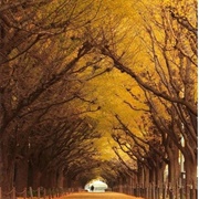 Hibakujumoku Trees, Hiroshima, Japan