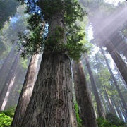 Redwood National Park, USA