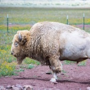 Albino Buffalo of North Dakota