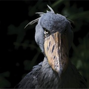 Shoebill Stork