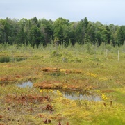 Black Spruce Bog Natural Area