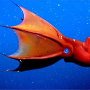 Vampire Squid