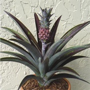 Pineapple Plant