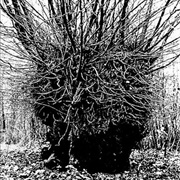 Bella in the Wych Elm