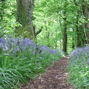 Clyne Woods, Gower Peninsula, Wales