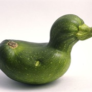 Ugly Zucchini Squash