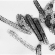 Marburg  Virus