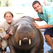 Walrus - 50 First Dates