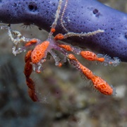Decorator Crab